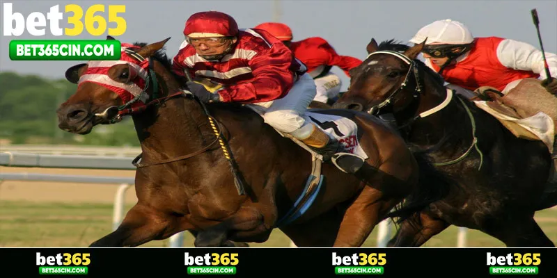 Giới thiệu các kèo đua ngựa phổ biến