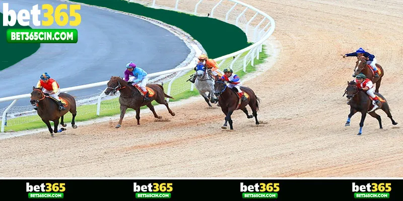 Giới thiệu chung về cá cược đua ngựa